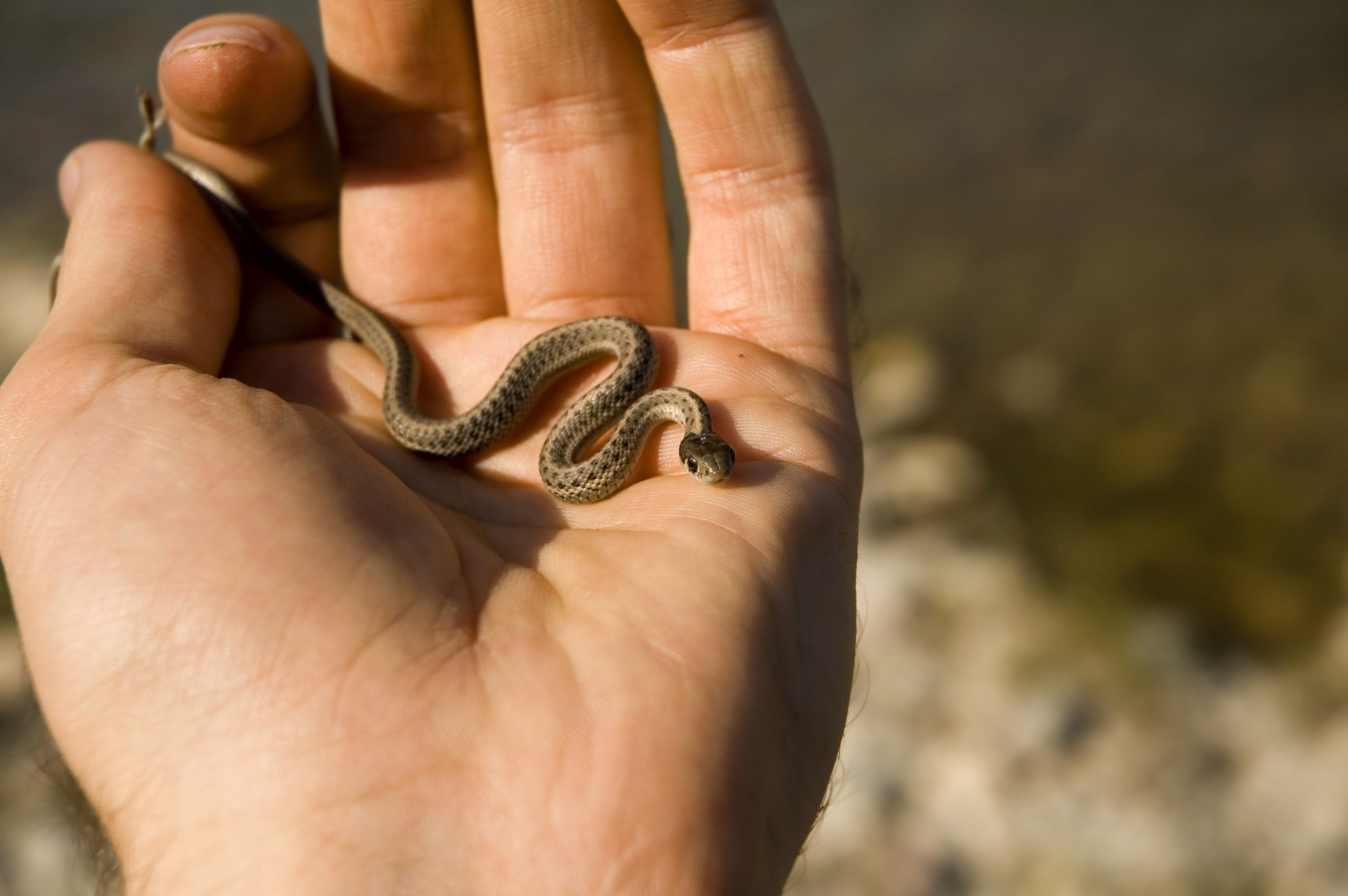 The eastern garter snake is widely distributed throughout the United States and also lives in a variety of habitats.