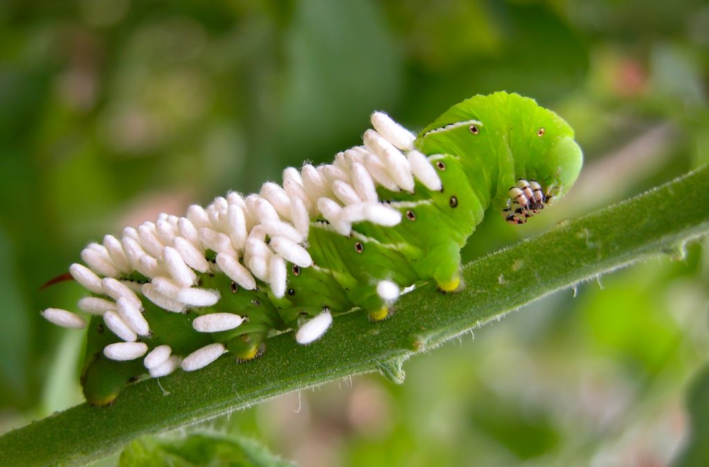Destructive insects in the garden include tomato hornworm caterpillars, which threaten vegetation.