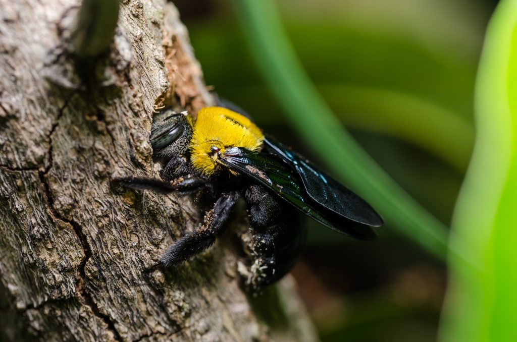 Carpenter bees lay eggs in tunnels burrowed in wood often associated with our homes.