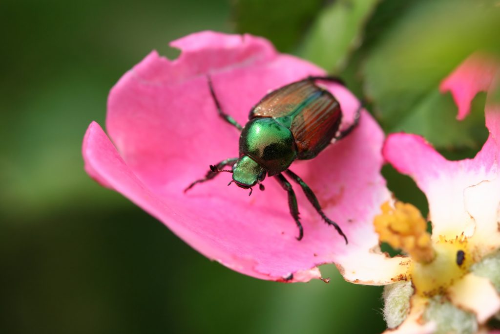 Japanese beetles are a plague to roses.