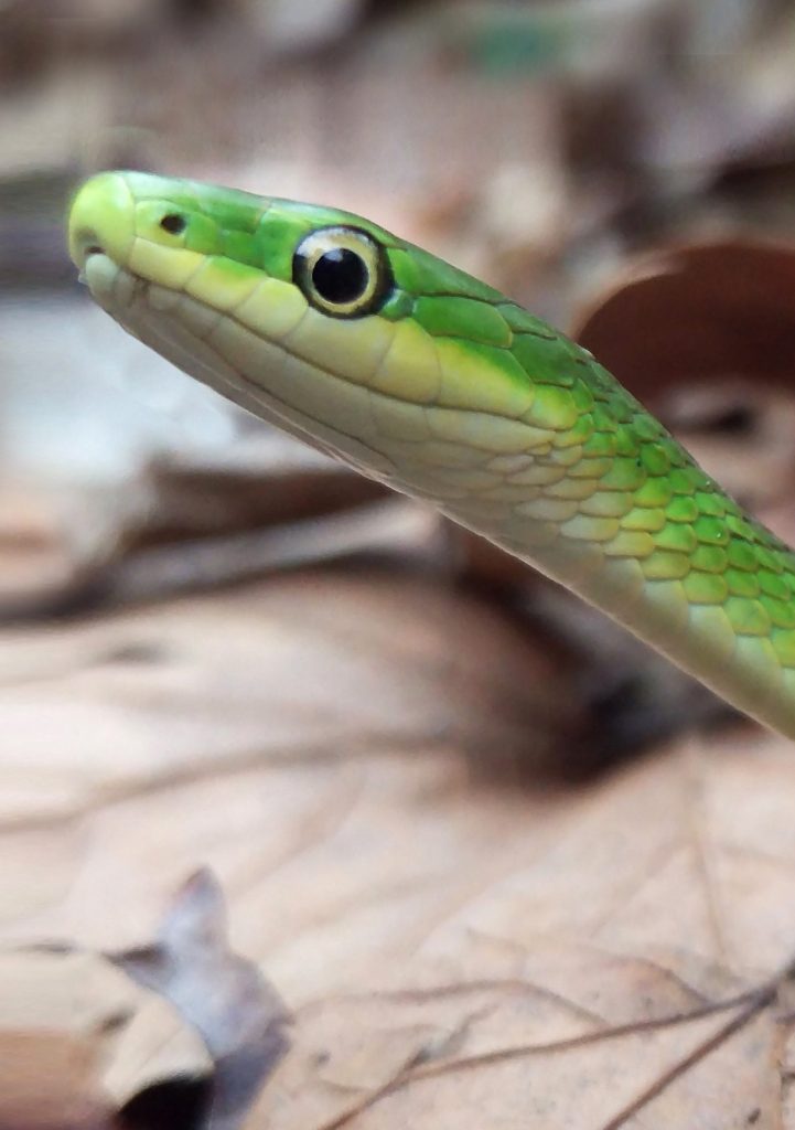 The green snake is very common in South Carolina and has ended up in the pockets of many boys.