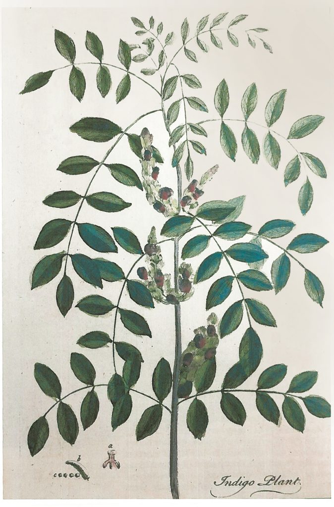 A 1753 botanical print of indigo in flower. 