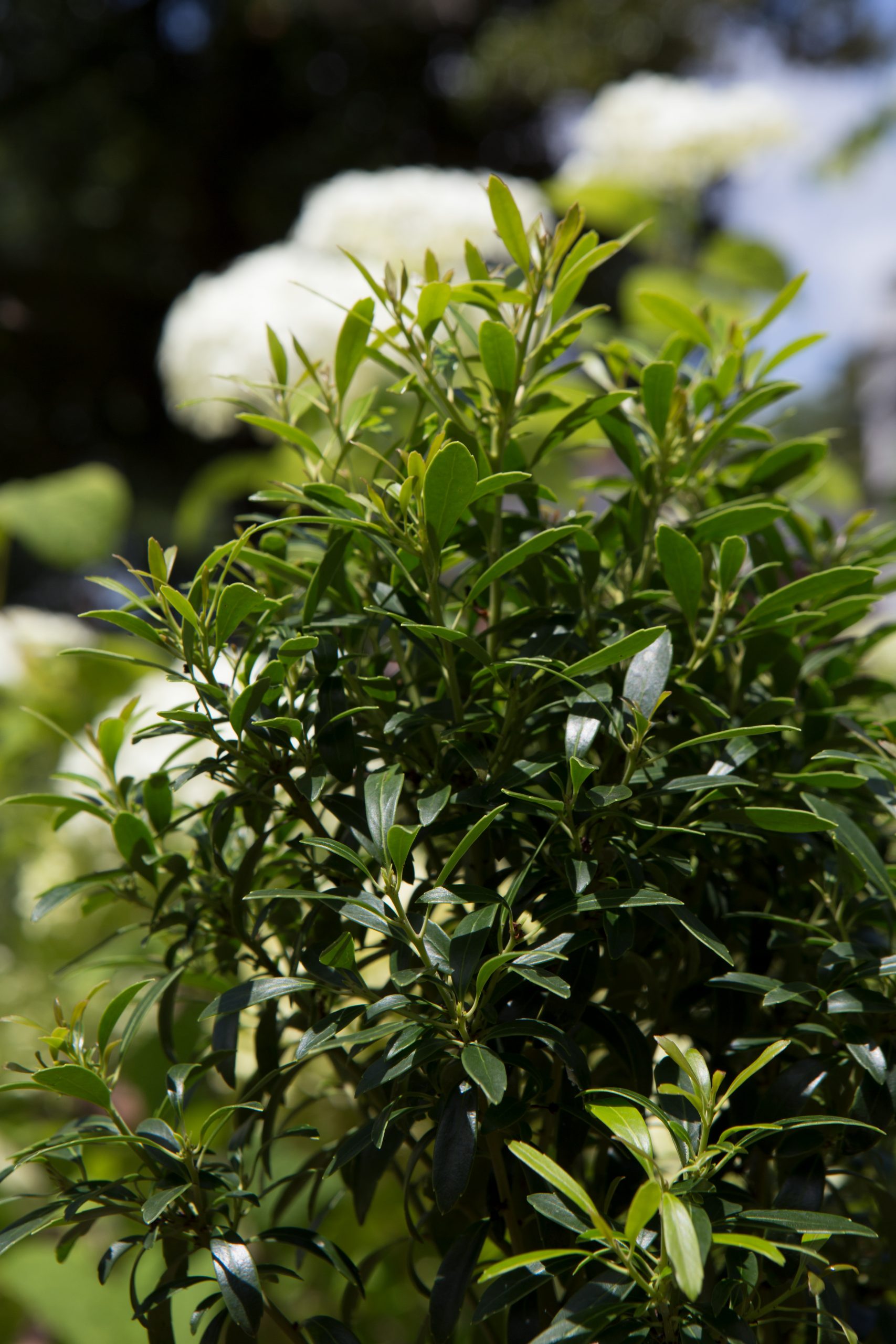 Evergreen Ilex glabra Gem Box®, a cultivar of native inkberry holly, makes a great substitute for boxwood in short hedges or even containers, with its smaller lustrous leaves, low branching, and dense growth in a tidy ball shape. It does very well in the Southeast.