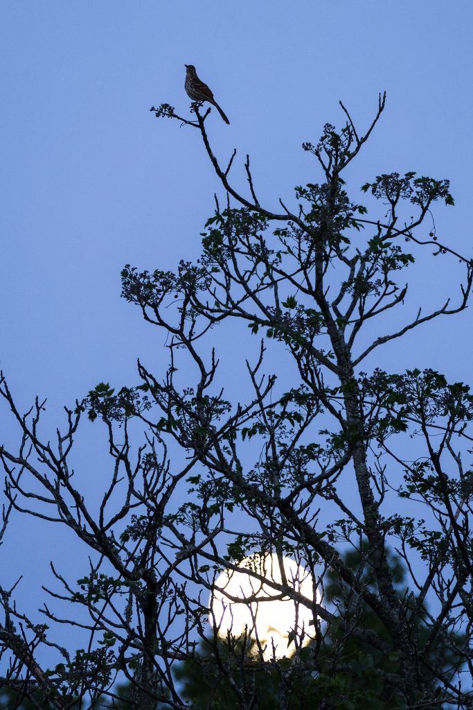 The setting of a full moon at sunrise reveals a male brown thrasher singing and defending his territory at the top of a tree. A relative to the mockingbird, brown thrashers are common in the eastern United States and feed on a diet of acorns, insects, and berries. 