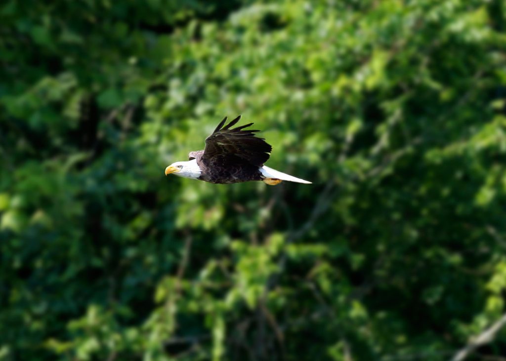  The national bird of America, a bald eagle courses over the Broad River in Columbia searching for fish. The constant supply of food along with undeveloped, old-growth river flood plains provide the eagle with a suitable habitat. Removed from endangered and threatened wildlife lists, the bald eagle now soars in increasing numbers. Photography by Jay Browne. 