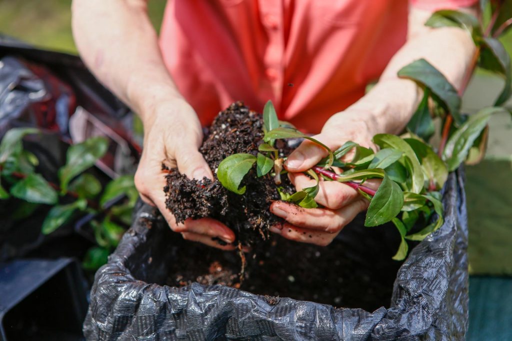 Remove excess soil in order to pack in as many plants as possible.