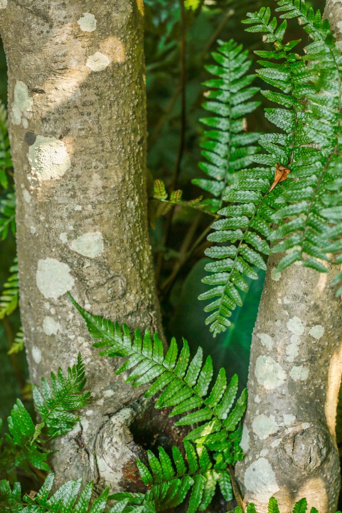 Southern shield fern artistically peeks through the trees.