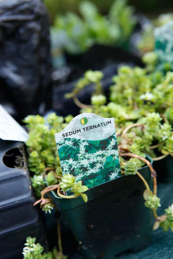 This sedum is perfect to trail over the sides as the “spiller.”