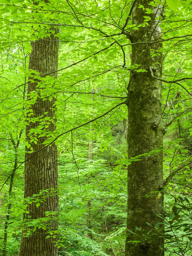 On a bluff along the Saluda River, two large trees dominate the forest. Recent studies indicate the largest 1 percent of trees in older forests comprise 50 percent of forest biomass, or carbon absorption. 