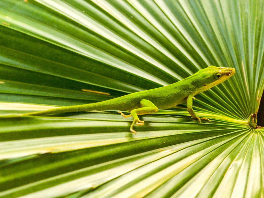 A green anole rests on a palmetto frond. Anoles have the ability to adapt their coloration to the surrounding environment. Male anoles are highly territorial and defend their space with a display of their pink throat fan. Anoles are common in suburban areas, and we have all discovered them sunning on our homes’ steps and railings. Fossils of anoles date back 50 million years in certain parts of the world.