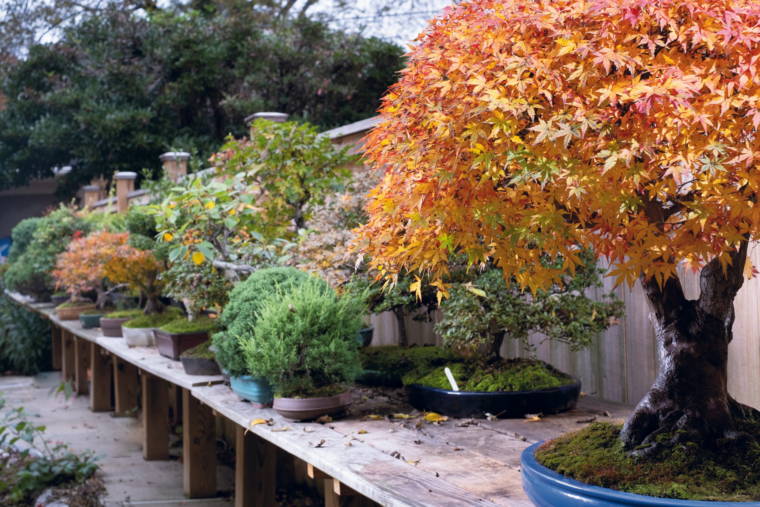 Bonsai trees are displayed on traditional benches in the garden.