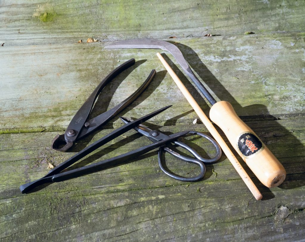 Bonsai tools to use: concave cutter, tweezers, scissors, chopstick, and root cutting tool. 