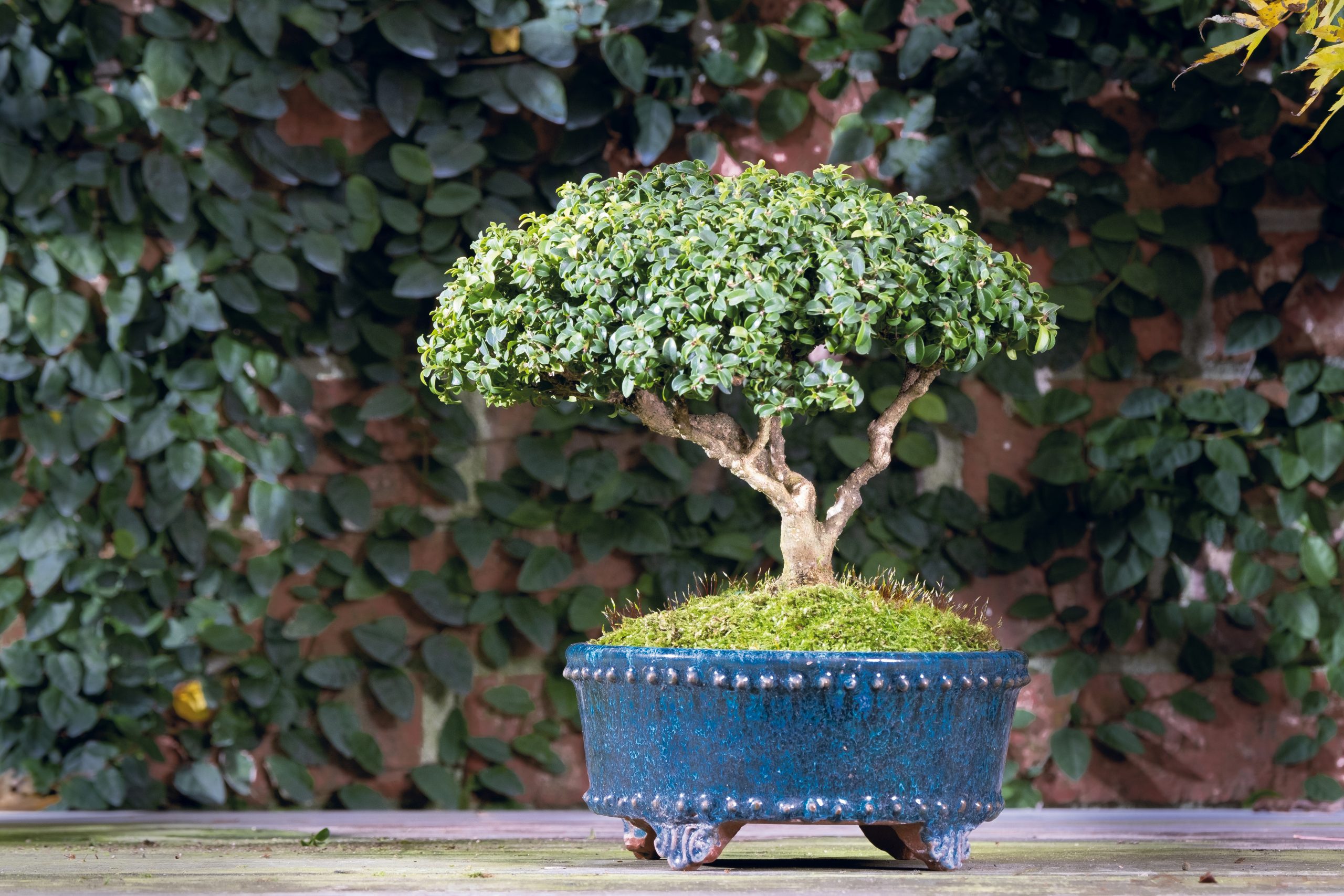 This is a Kingville boxwood, in training since 2010 and from a cutting of the original specimen tree dating to the 1950s. 