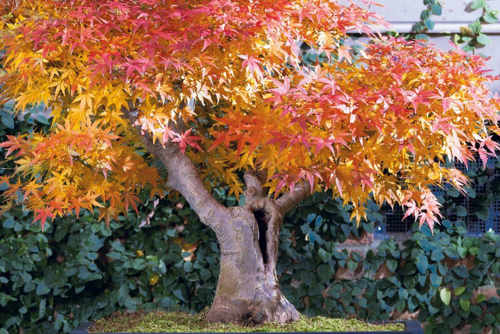 This hollow trunk style Japanese Mountain Maple has been in training since 1994.