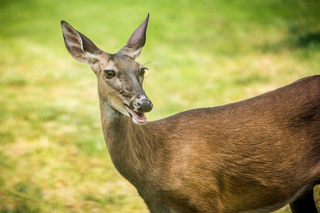 The whitetail deer is a frequent visitor to yards and fields. This particular deer seems happy to sample a yard’s menu of the day.