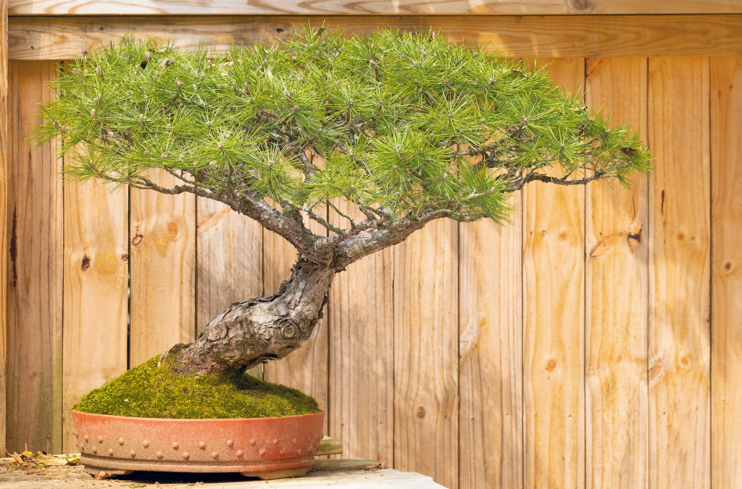 This Japanese red pine, Yamadori, has been in training since 1984.
