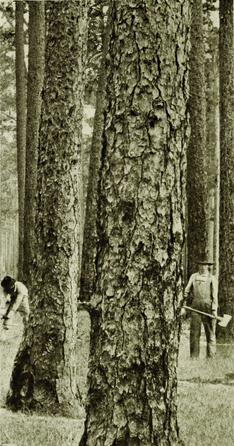 This image of Southern longleaf pines, c. 1900, appeared in American Forest Trees which was published in 1913 and served as a handbook for Chicago timber barons. This volume contains rare pictures of these giant trees in the process of being cut.