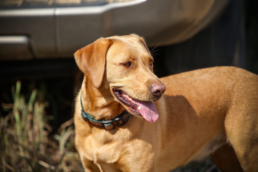 Lilla, a red Lab, eagerly awaits the start of the hunt.