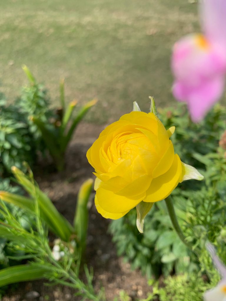‘Tecolote Yellow’ Ranunculus or Persian buttercup.