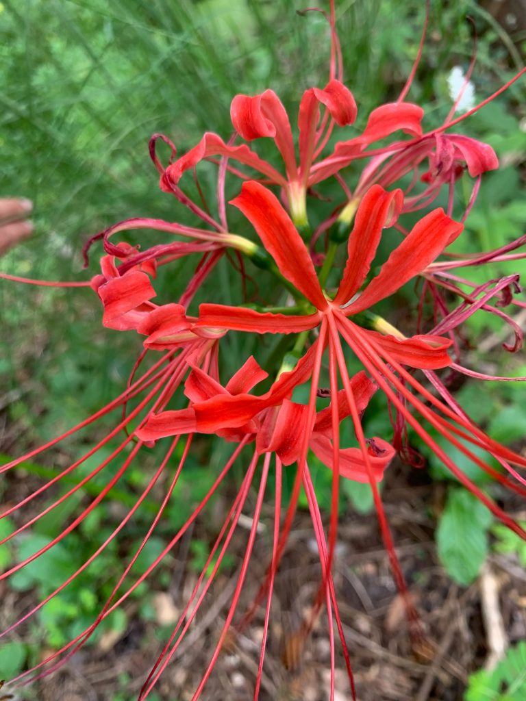 Lycoris radiata or red spider lily. 