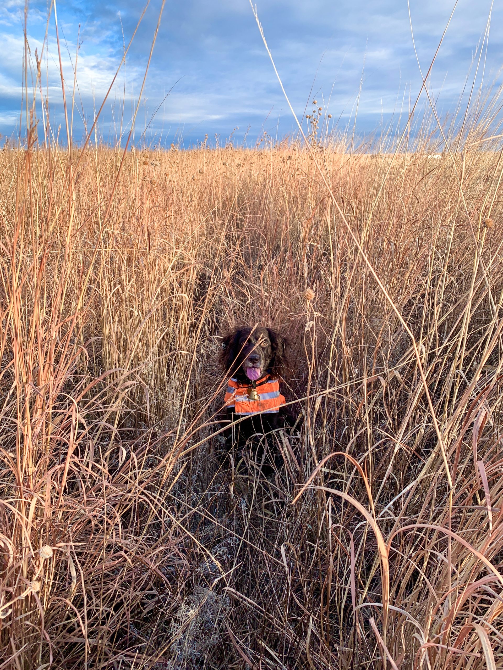 Sarah Nell Blackwell’s Boykin spaniel, Samson, in a thick field of native grass and brush waiting for the go ahead.
