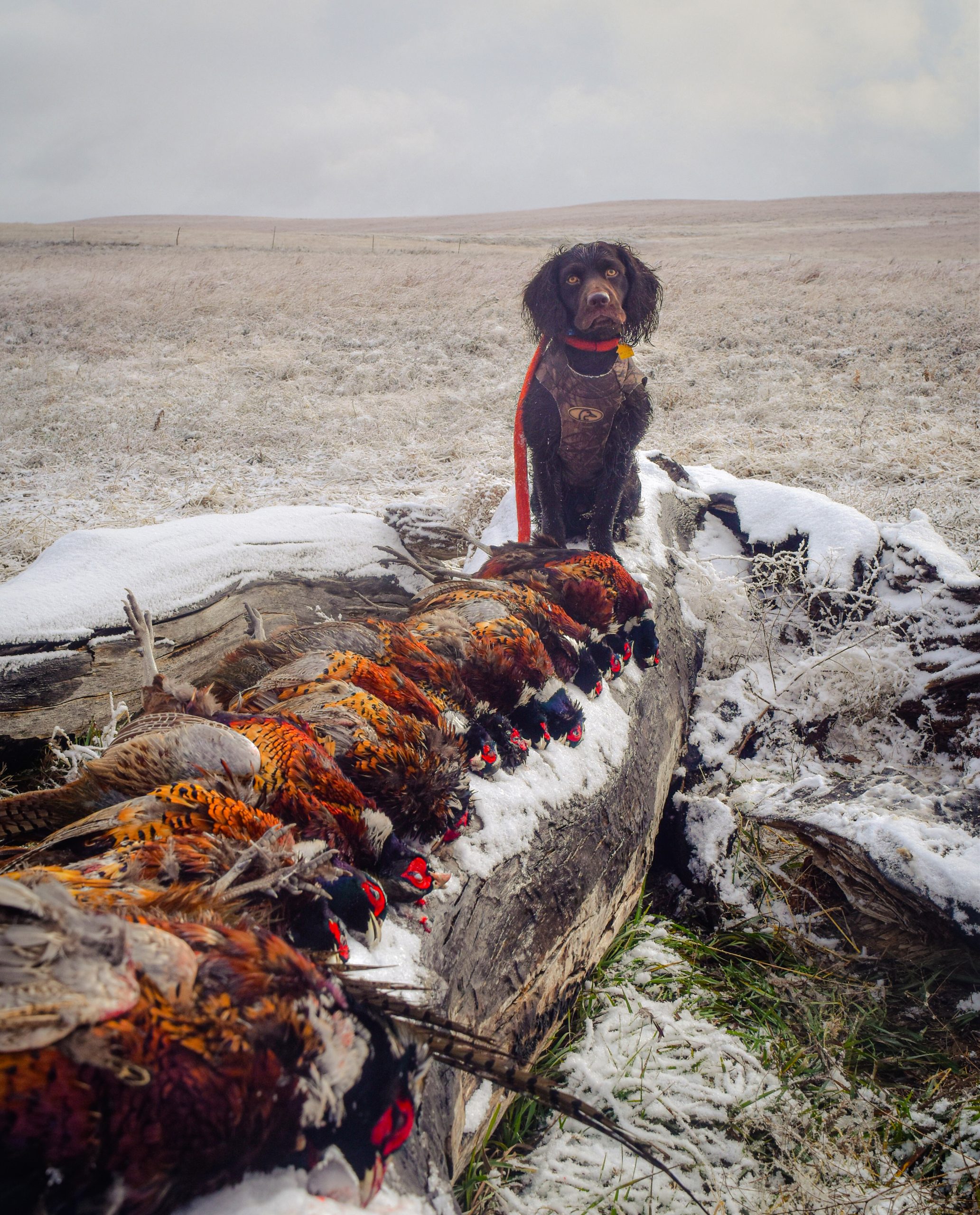 Samson poses after the beginning of a snowfall, with a six-man limit, Downs, Kansas.
