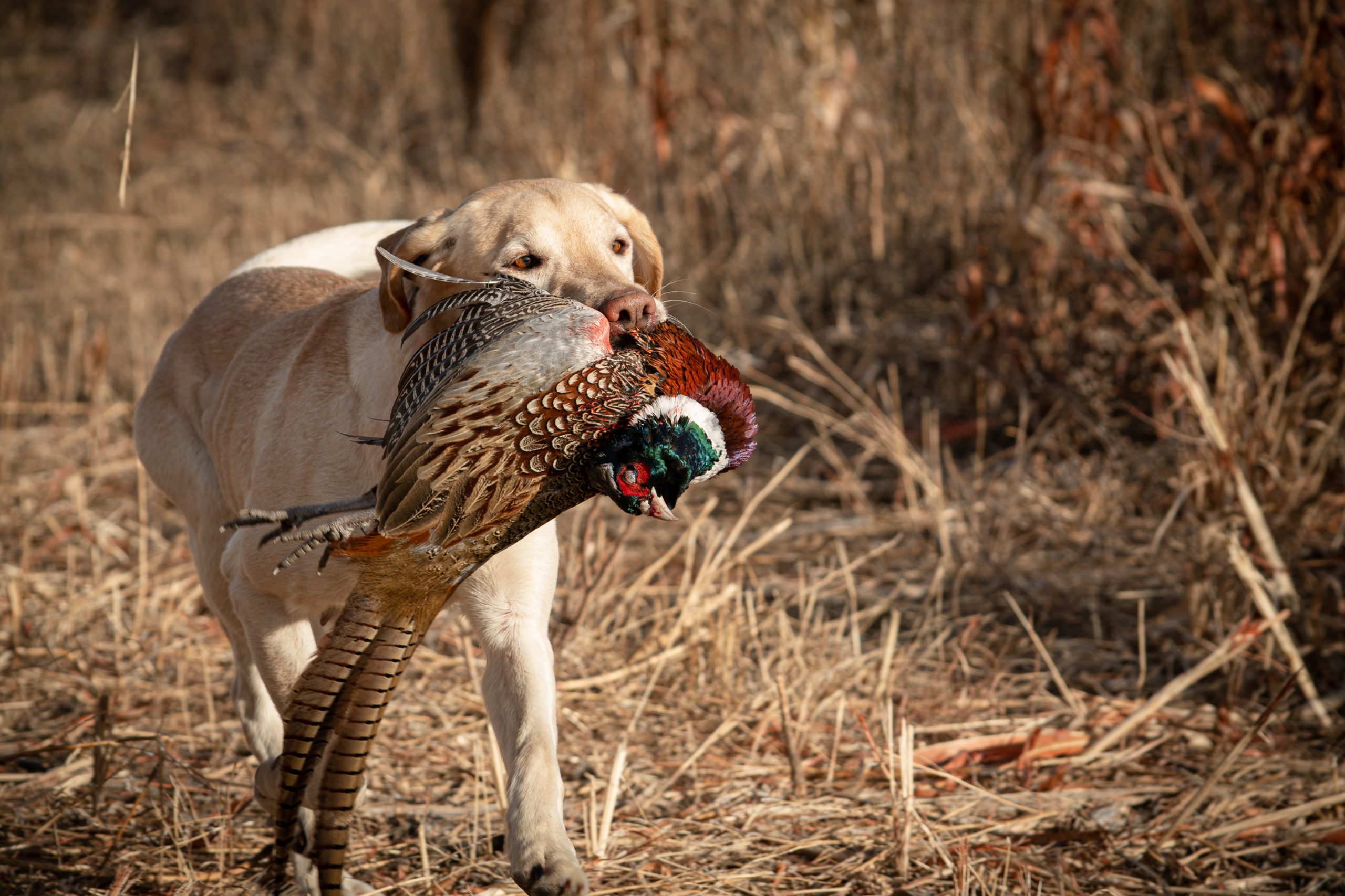 Pheasant hunting is called a team sport because the dogs flush the birds, giving the walkers the opportunity to shoot. Matt Arnhold’s Labrador retriever, Shine, retrieves the prize. 