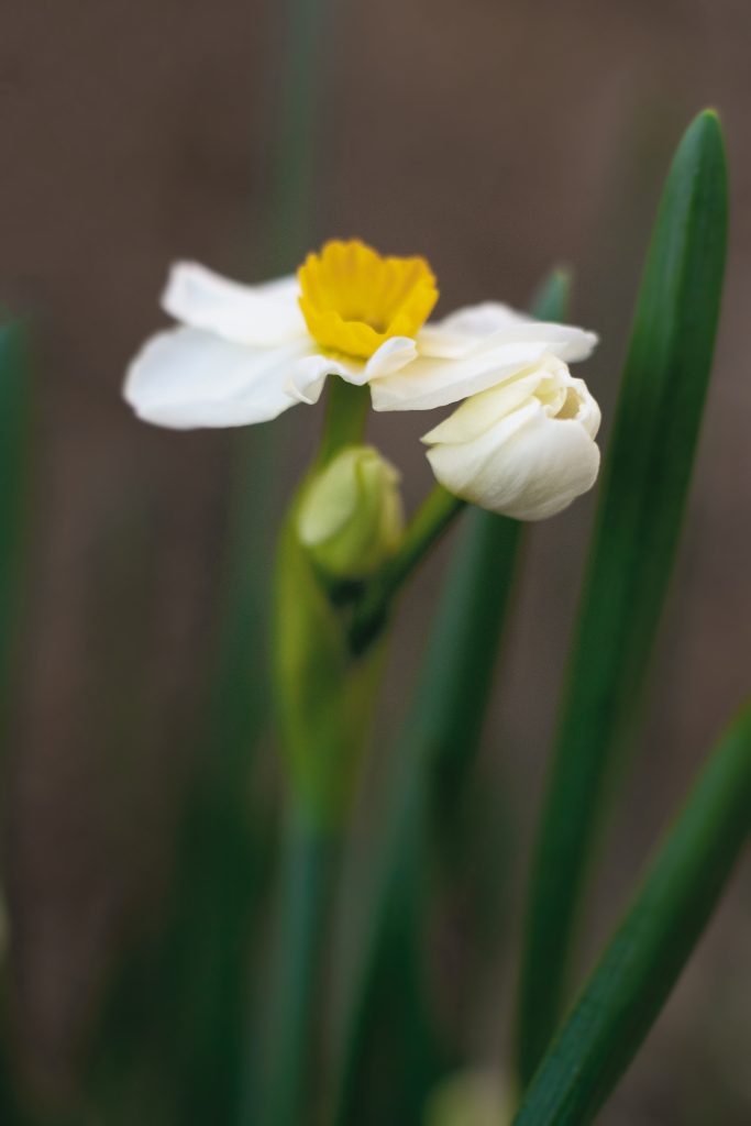  Narcissus.  Photography by Jeff Amberg