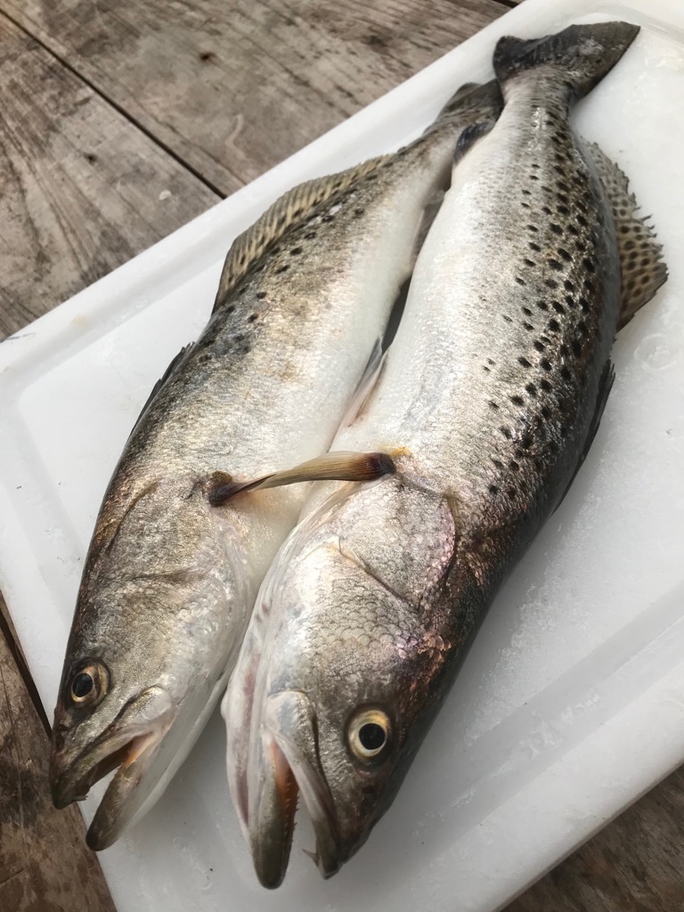 The best season for speckled trout fishing off the coast of South Carolina is from May to December.