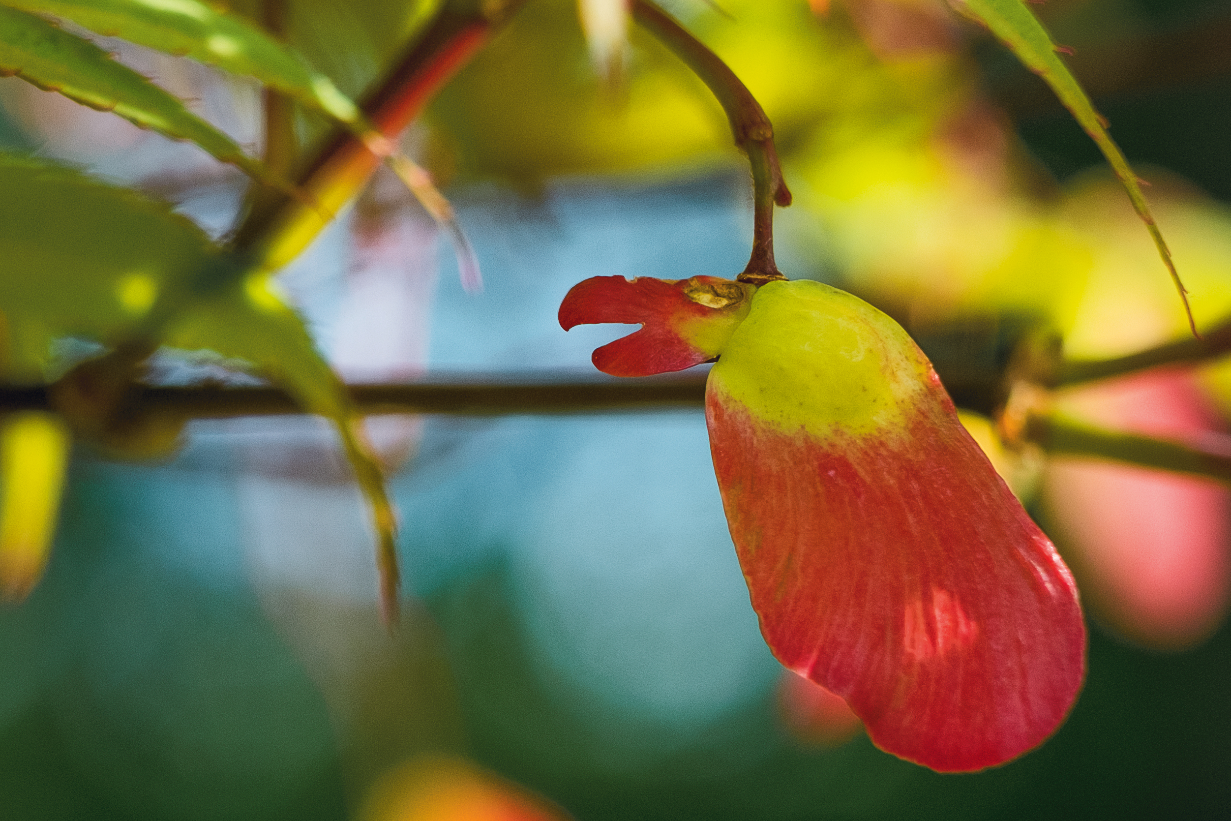 What image do you see in this colorful photograph? A red and yellow tropical bird poses in a maple leaf blossom.