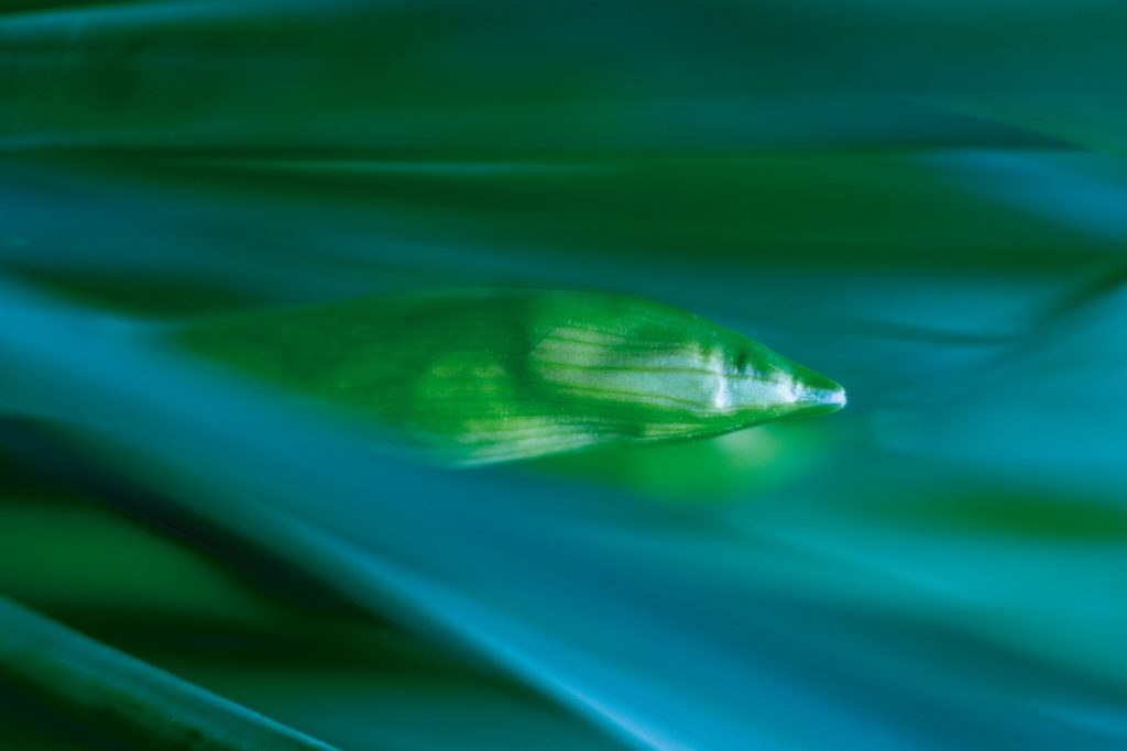 What do you perceive in the shades and reflections of this mysterious green and blue image? We see a fish underwater in this budding flower.