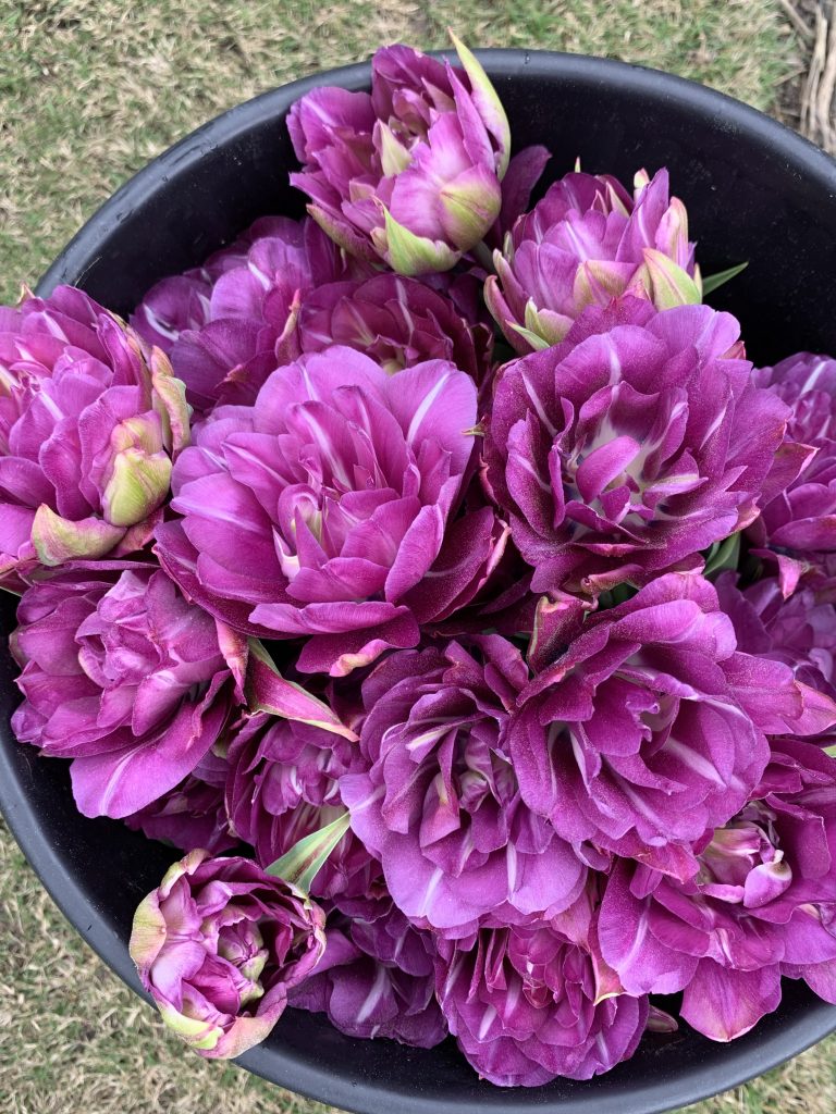 ‘Lilac Perfection’ double tulips. 