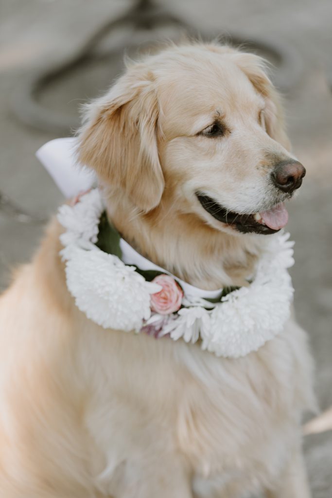 At Madelon’s request, Julianne Sojouner made flower collars for the dogs. Golden Retriever Myla belongs to Madelon’s brother, Patrick. 