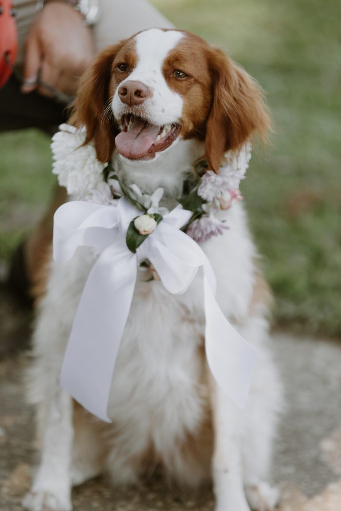 Scout, Madelon and Gilly’s Brittany spaniel, was a rather active bridesmaid! 