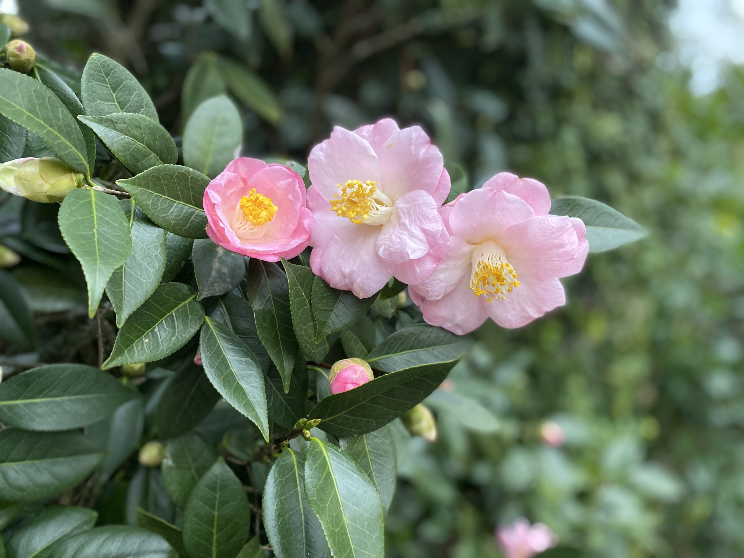 The Plant Doctor: Control tea scale on camellias with spray