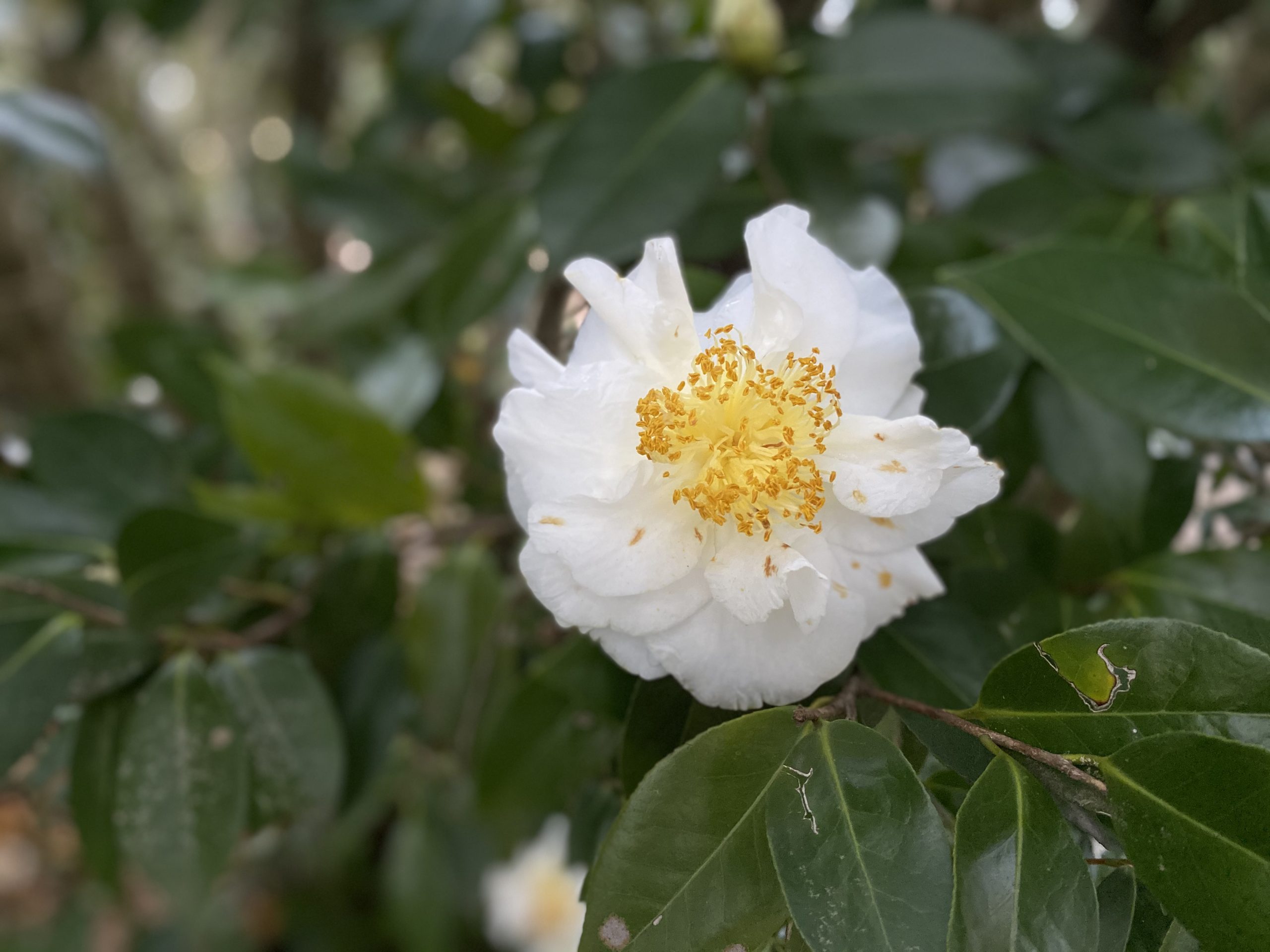 Many sources suggest that you prune camellias after they finish blooming; however, you can prune camellias almost any time except mid- to late-summer. Since camellias are healthier with increased air flow and penetration of sunlight, some experts recommend pruning them to an open center form with both lower and also smaller interior branches and twigs removed. 

