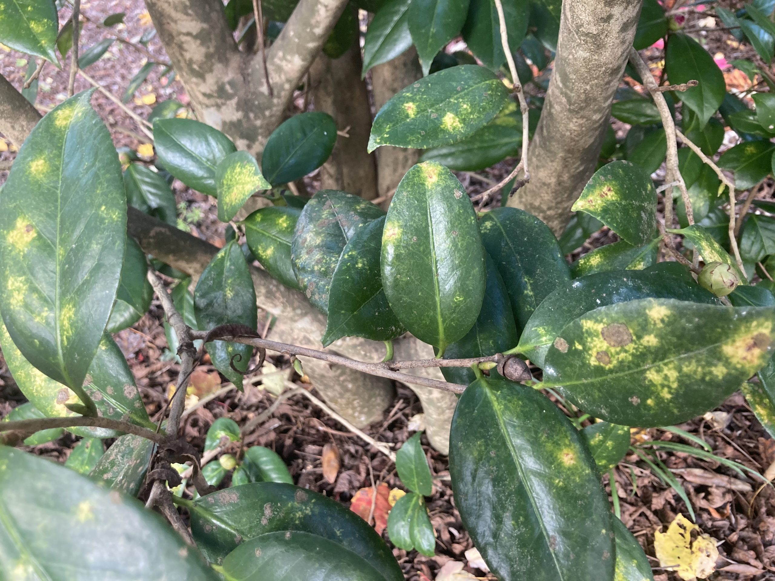 Tea scale is the most serious insect pest of flowering camellias. Spraying the undersides of the leaves helps control it; the more open your plant, the better coverage you can achieve. 