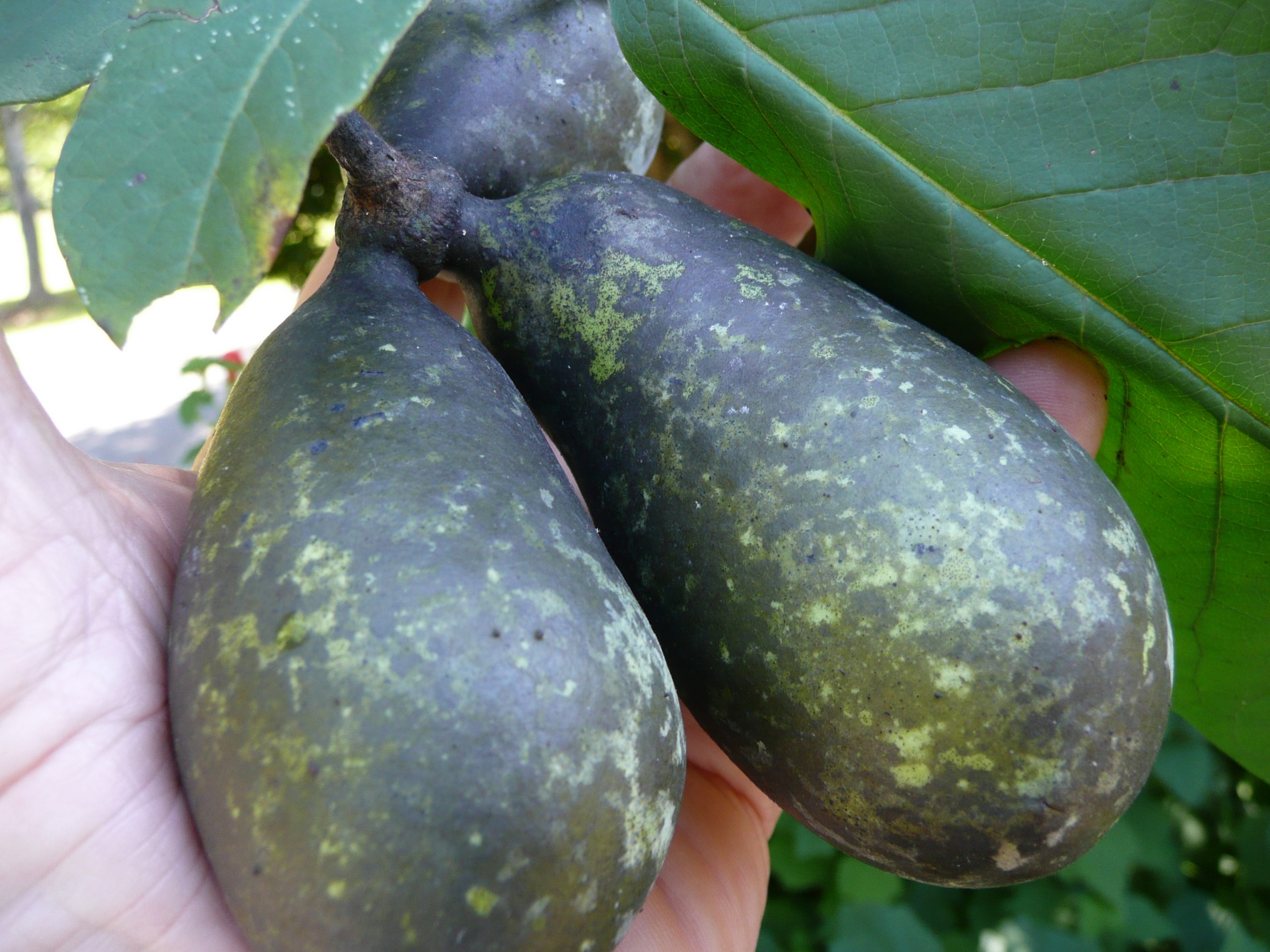 Spotting pawpaw bushes in the spring can mean harvesting their delicious fruit in early autumn. 