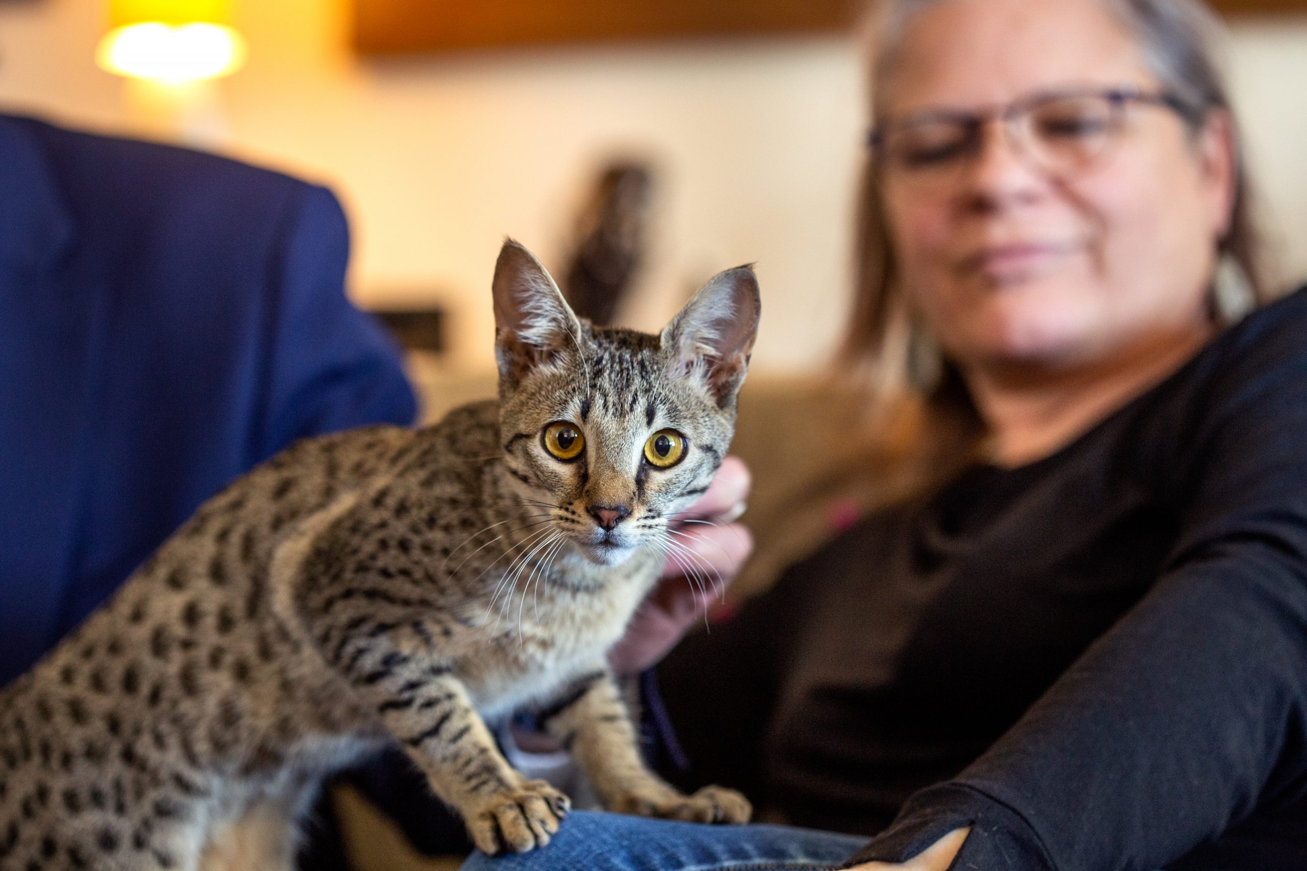  Savannah cats became a registered breed in 2001. Flavia says that Mimi is very sociable, and she likes to be outdoors and take walks. She plays fetch, runs fast like a cheetah through the home, and answers to a whistle! 