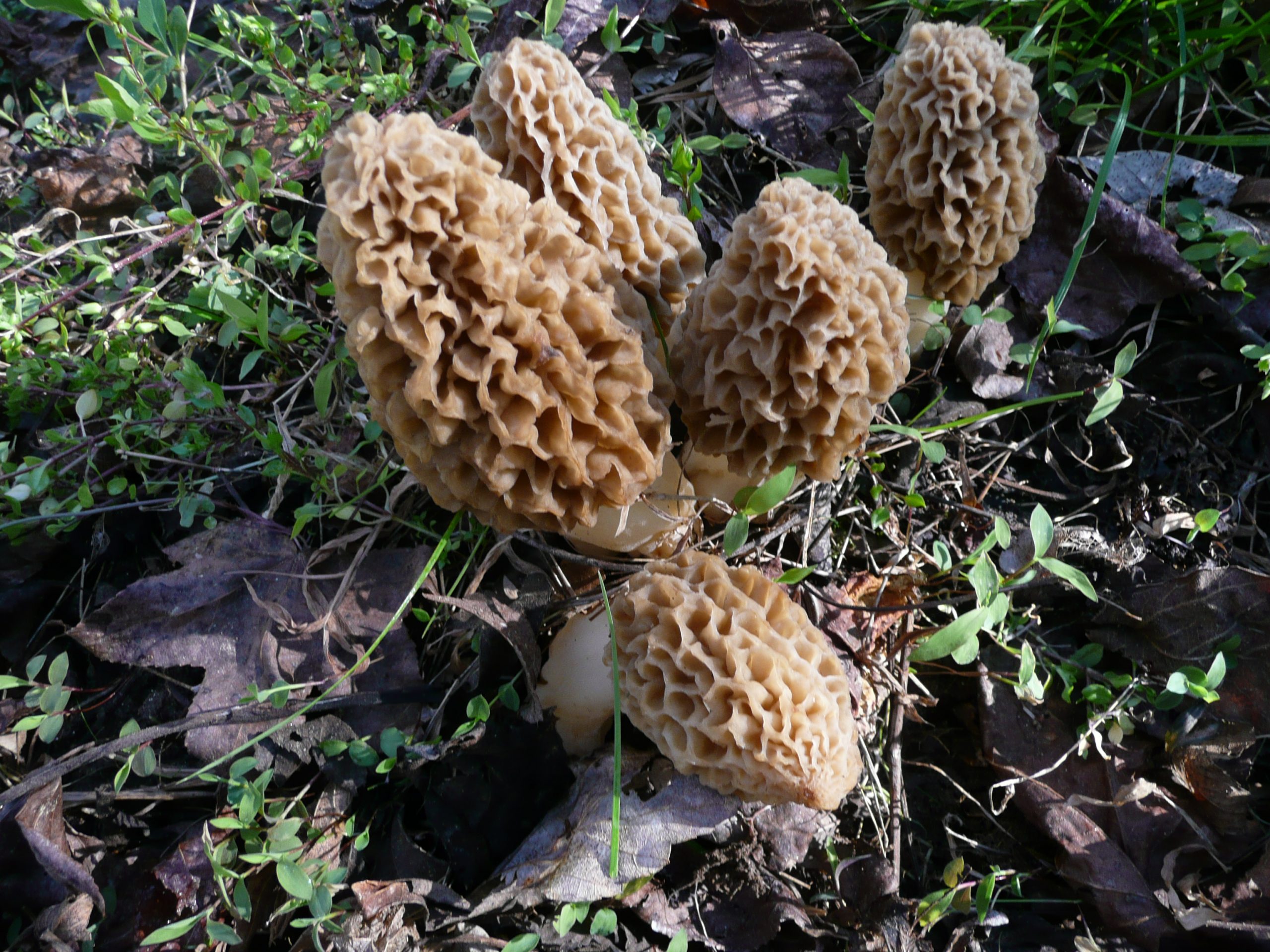 Spring in the turkey woods means an ever-unfolding feast for the eyes. This involves spotting wild bounty available for immediate harvest or heralding fine vittles in months to come. Pride of place in this regard must go to morel mushrooms, and they are far more widespread in the Piedmont and Upstate regions of South Carolina than is generally realized.  