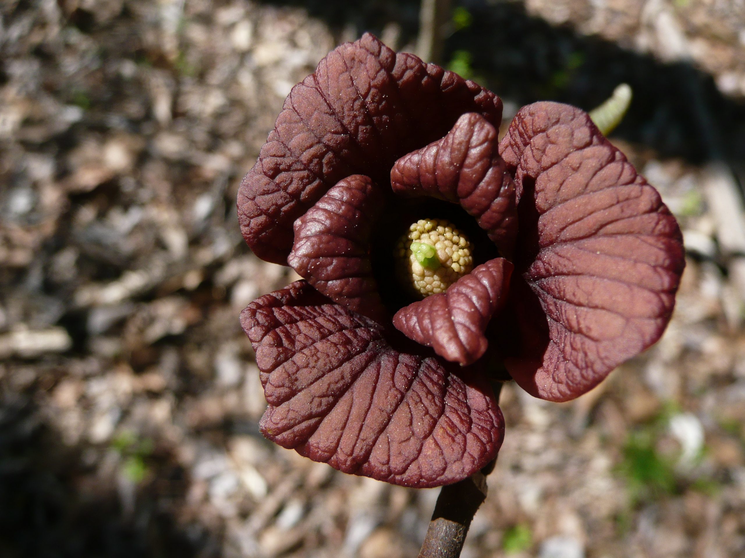 The lovely, delicate bloom of a pawpaw, which appears before any foliage emerges, is a lovely deep maroon hue.
