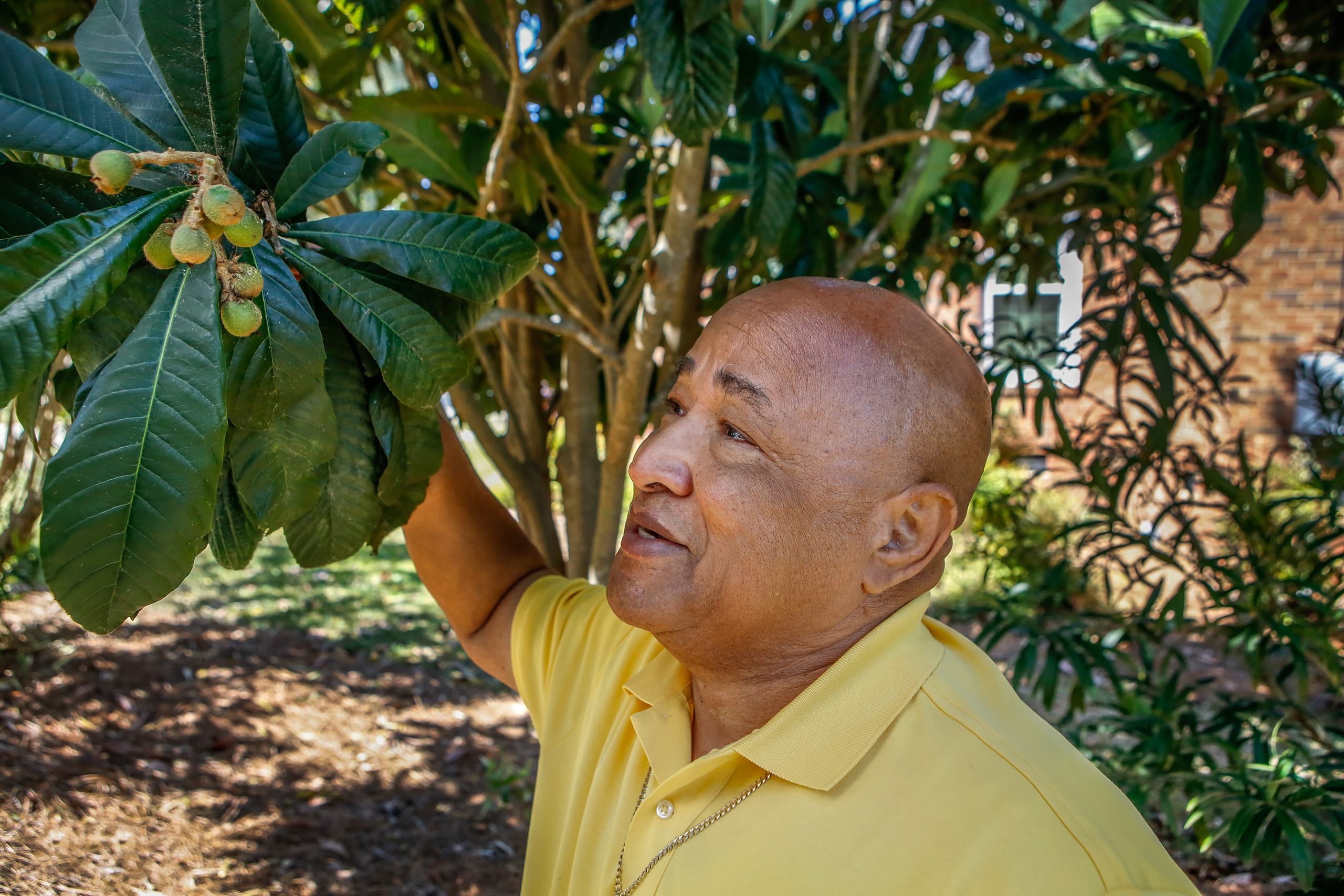 A prolific gardener, Byron credits his grandfather with instilling in him a love of plants and introducing him to the loquat tree. Above: Byron and his wife, Connie, work together as a team in real estate, and clients who show an interest in plants may receive a loquat tree, grown from cuttings and offshoots, transplanted from their garden. Byron guesses that 50 to 60 loquat trees around Columbia came from his seedlings.