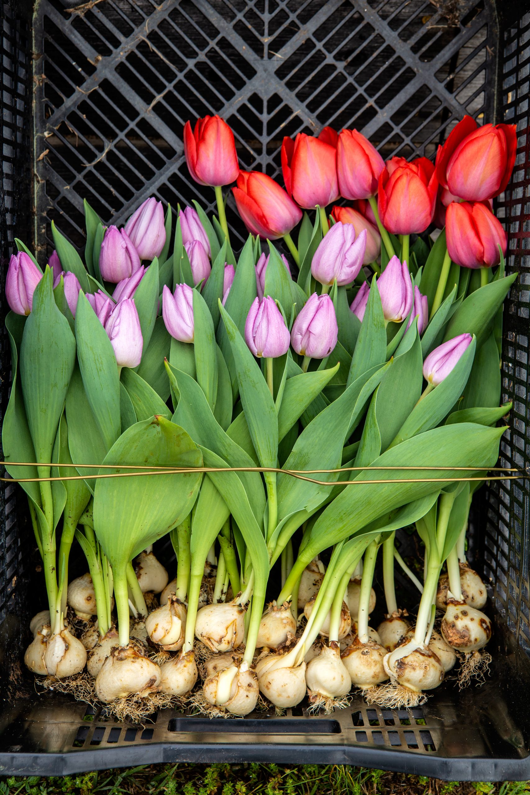 Purple Tuteur offers bulbs and bouquets for purchase on an as-needed basis. Any bulbs that Linda purchases come from Holland and Israel and are then grown on her farm and remain untreated. 