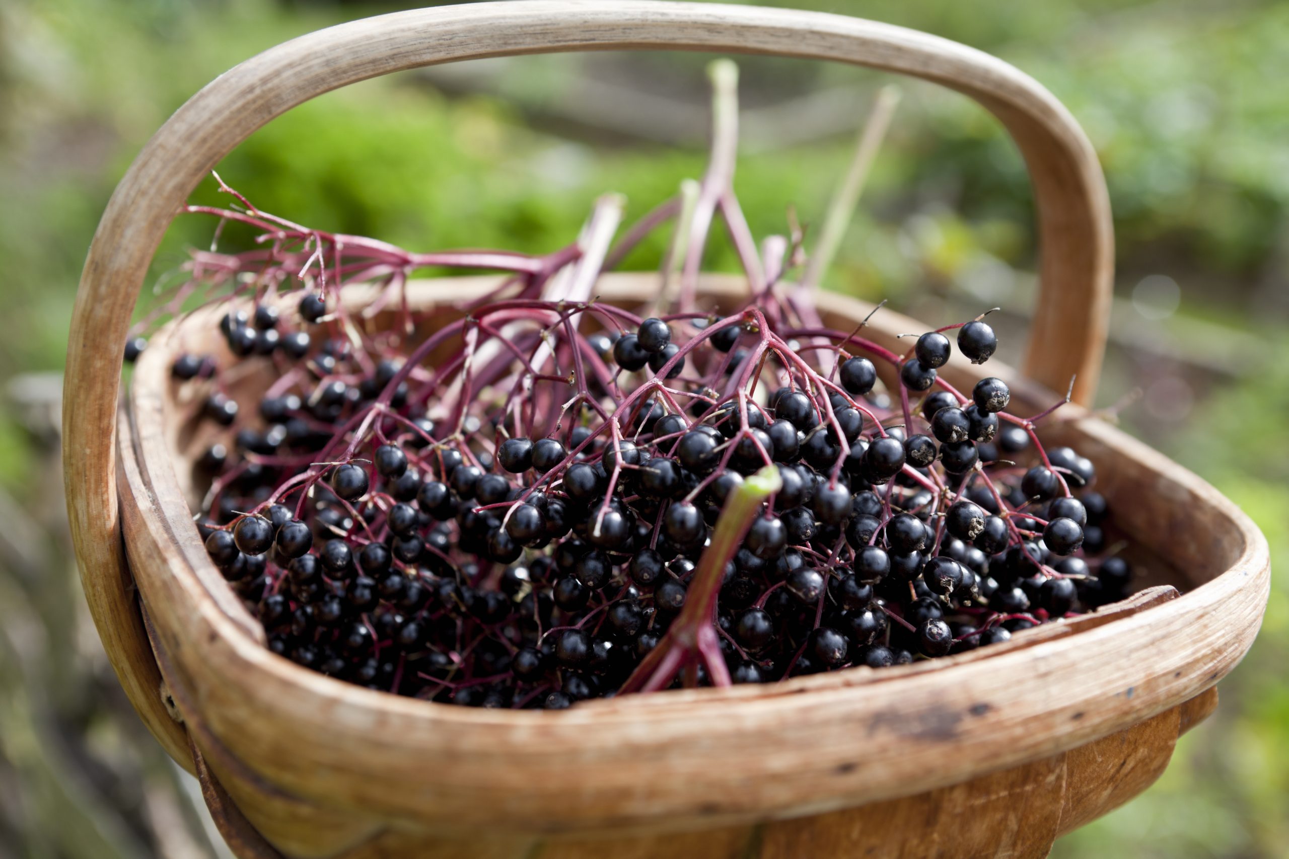 Freshly harvested hedgerow elderberries (Sambuca nigra) lend themselves to a variety of uses. They make quite a passable pie, a toothsome jelly, and a wine cordial that is sheer nectar. Elderberry juice or concentrate is also widely recommended for building the immune system. 