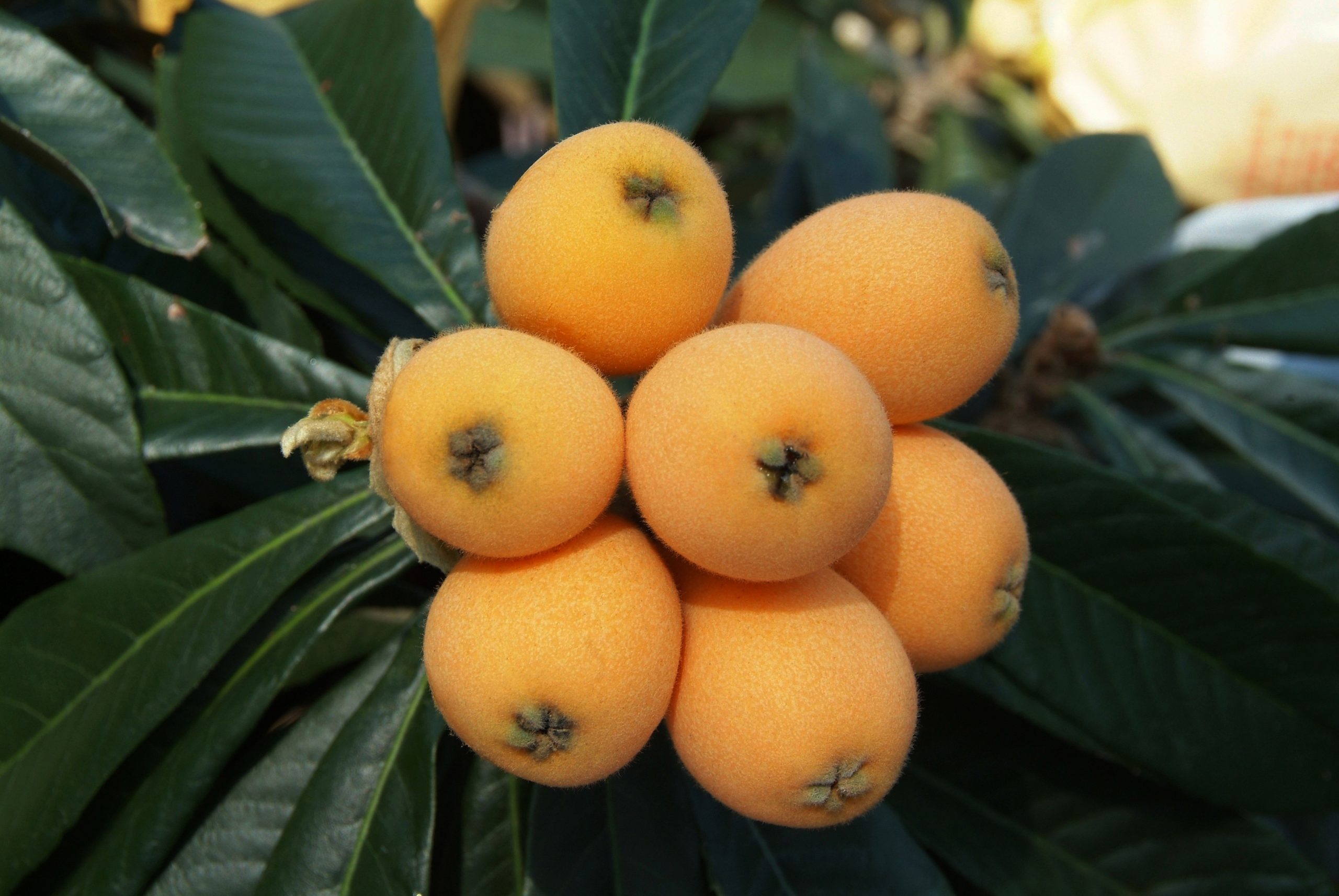 The loquat tree fruit, known as a pome, forms in small oval clusters with yellow, orange, and red-toned skin, which if left to ripen long enough will have a sweet, citrusy flavor. Loquats can be peeled and eaten fresh and are also a tasty addition to fruit salad.