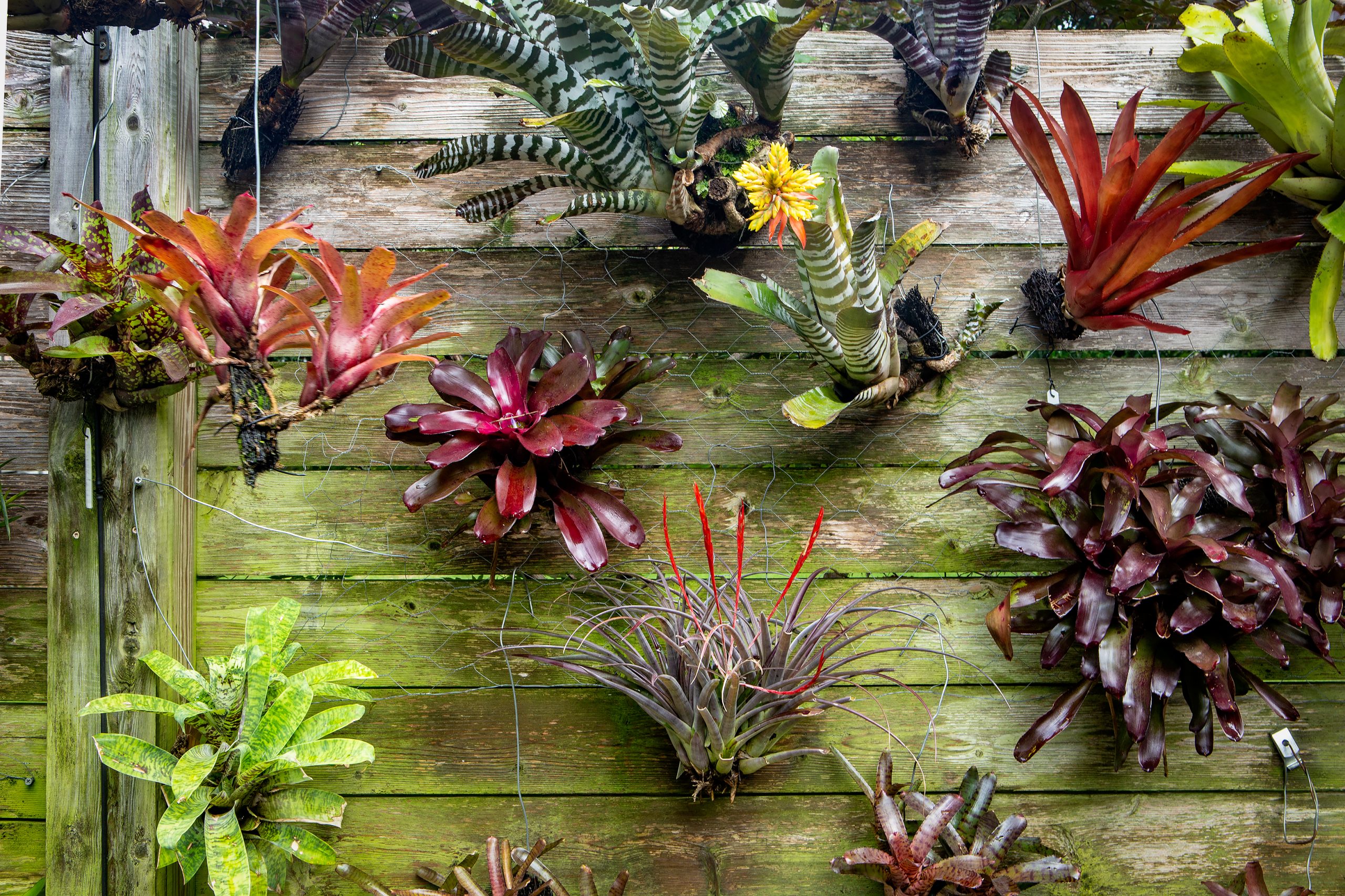  Bromeliads are the dominant plant in the garden. Native largely to tropical regions of North and South America, they are the primary reason for Pat’s zonal denial. Bromeliads are a diverse species of plant, with 50 genera and thousands of cultivars. A portion of the bromeliad-covered cedar fence on the north side of the lower garden creates a vertical plant gallery.
