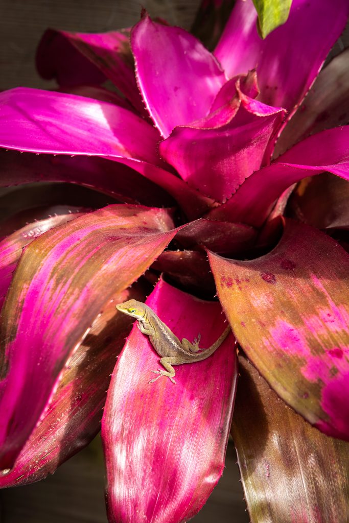Tropical hot pink of this Neoregelia ‘Sandy’ is part of the exuberant palette in the garden collection.