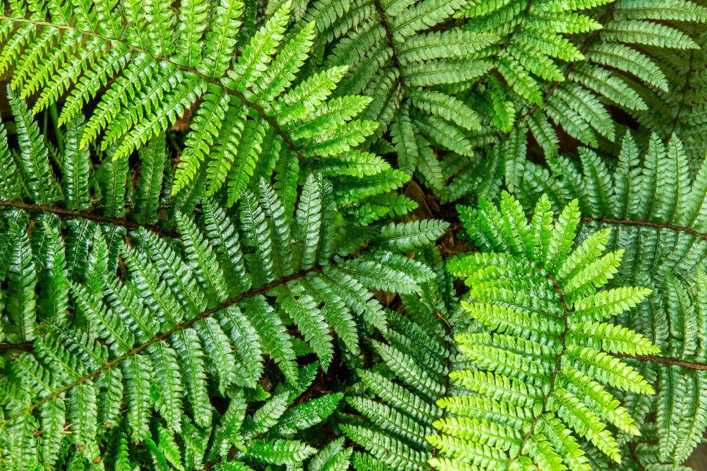  Quiet, soft green textures of hardy tassle ferns contrast with the flashy bold tropicals that must be relocated to the greenhouse in winter months. The greenhouse is essential to the well-being of the entire garden. Every winter, Pat cleans the interior thoroughly and moves the most vulnerable plants indoors.