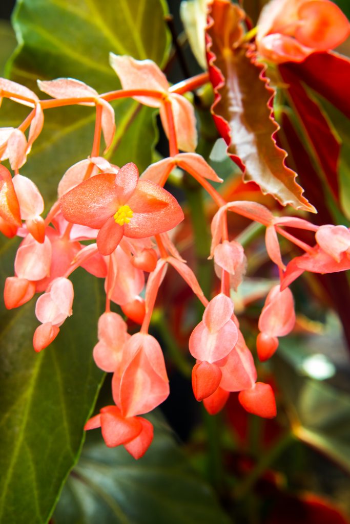  Fragile, dainty blossoms of an ‘Angel Wing’ Begonia.