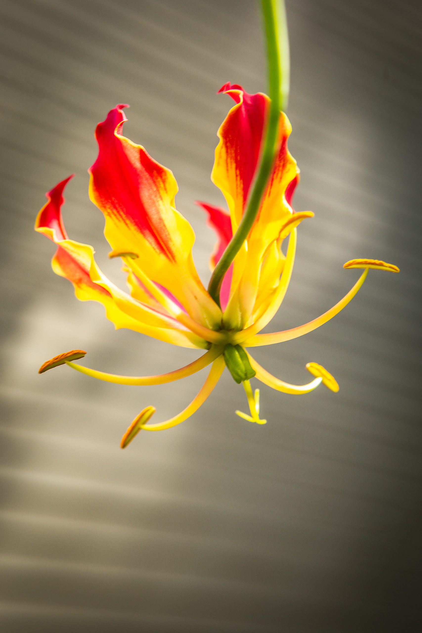 One of many Gloriosa superba blooms on a pass-along plant from an artist friend.